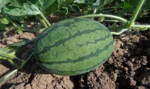 WATERMELON/CEPEA: Volume of Brazilian watermelons destined for export increases, and revenue reaches record levels