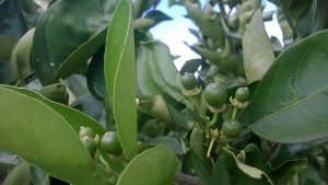 Rains spur development of the 2017/18 citrus crop