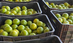 CITROS/CEPEA: Ritmo de processamento ainda lento limita preços da laranja no mercado de mesa