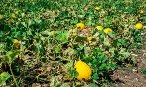 MELÃO/CEPEA: Melões em queda: preços assustadores neste Halloween