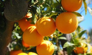 CITROS/CEPEA: Com baixa oferta de laranja, cai número de indústrias em moagem