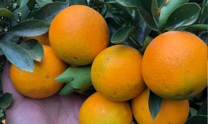 CITROS/CEPEA: Feriado e queda das temperaturas reduzem ritmo de comercialização de laranja