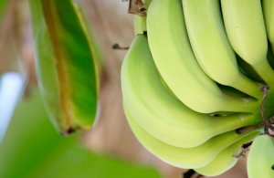 BANANA/CEPEA: Colômbia amplia luta contra o Fusarium TR4