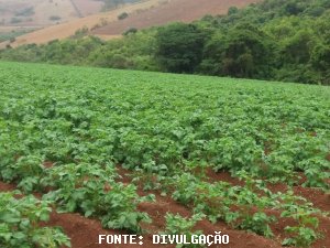 BATATA/CEPEA: Calor continua acelerando colheita