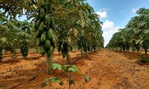 MAMÃO/CEPEA: Formosa ainda segue se valorizando