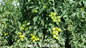 TOMATE/CEPEA: Fim de safra de inverno influencia em alta na maioria dos atacados