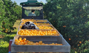 CITROS/CEPEA: Semana termina com recuo nos preços da laranja in natura e lima ácida