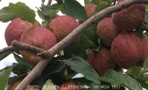 MAÇÃ/CEPEA: Preço segue firme mesmo com vendas lentas